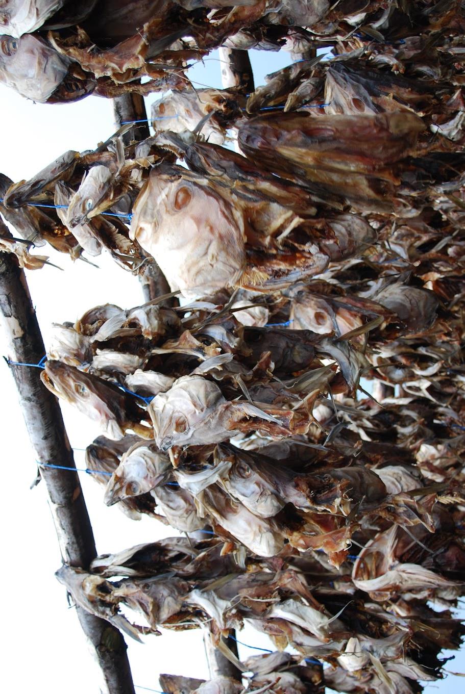 Torskehoder - stiller til valg!